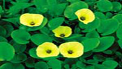 Tropical Bog Plants